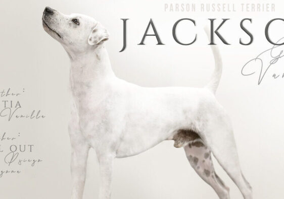 parson russell terrier gładkowłosy reproduktor