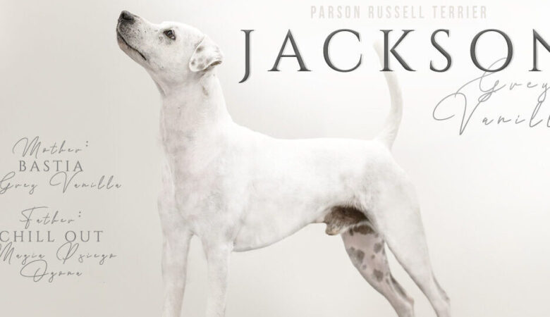 parson russell terrier gładkowłosy reproduktor