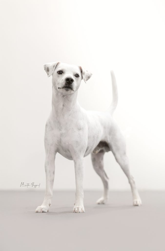 gładkowłosy reproduktor parson russell terrier