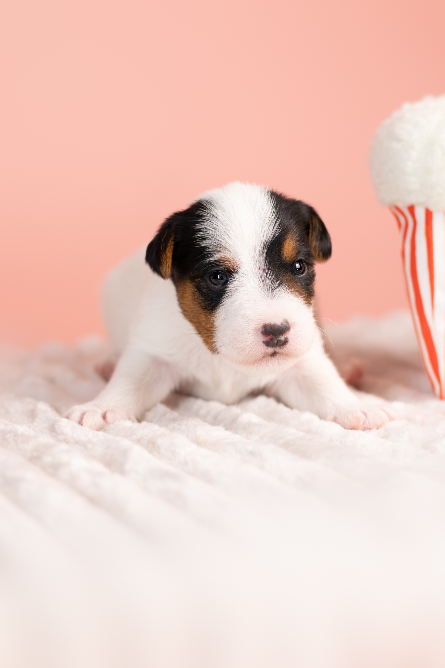 Parson Russell Terrier szczeniak z hodowli Grey Vanilla FCI