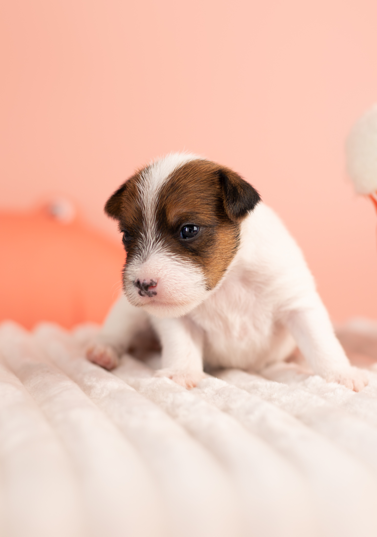 parson Russell Terrier szczenięta 