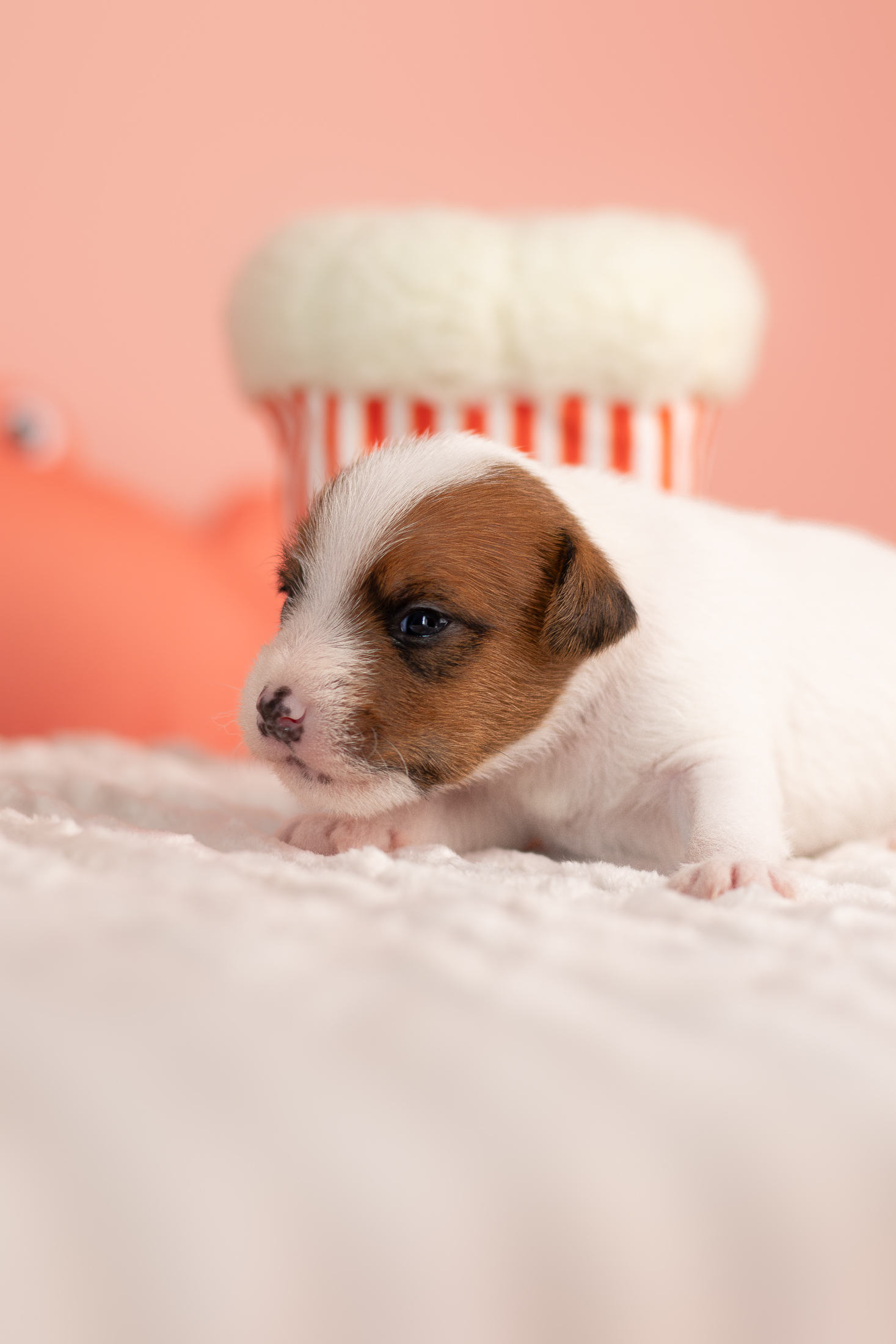 parson russell terrier szczenię z miotu W