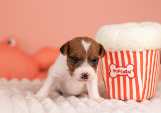 parson russell terrier szczenięta