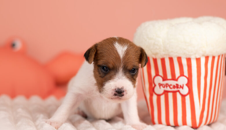 parson russell terrier szczenięta