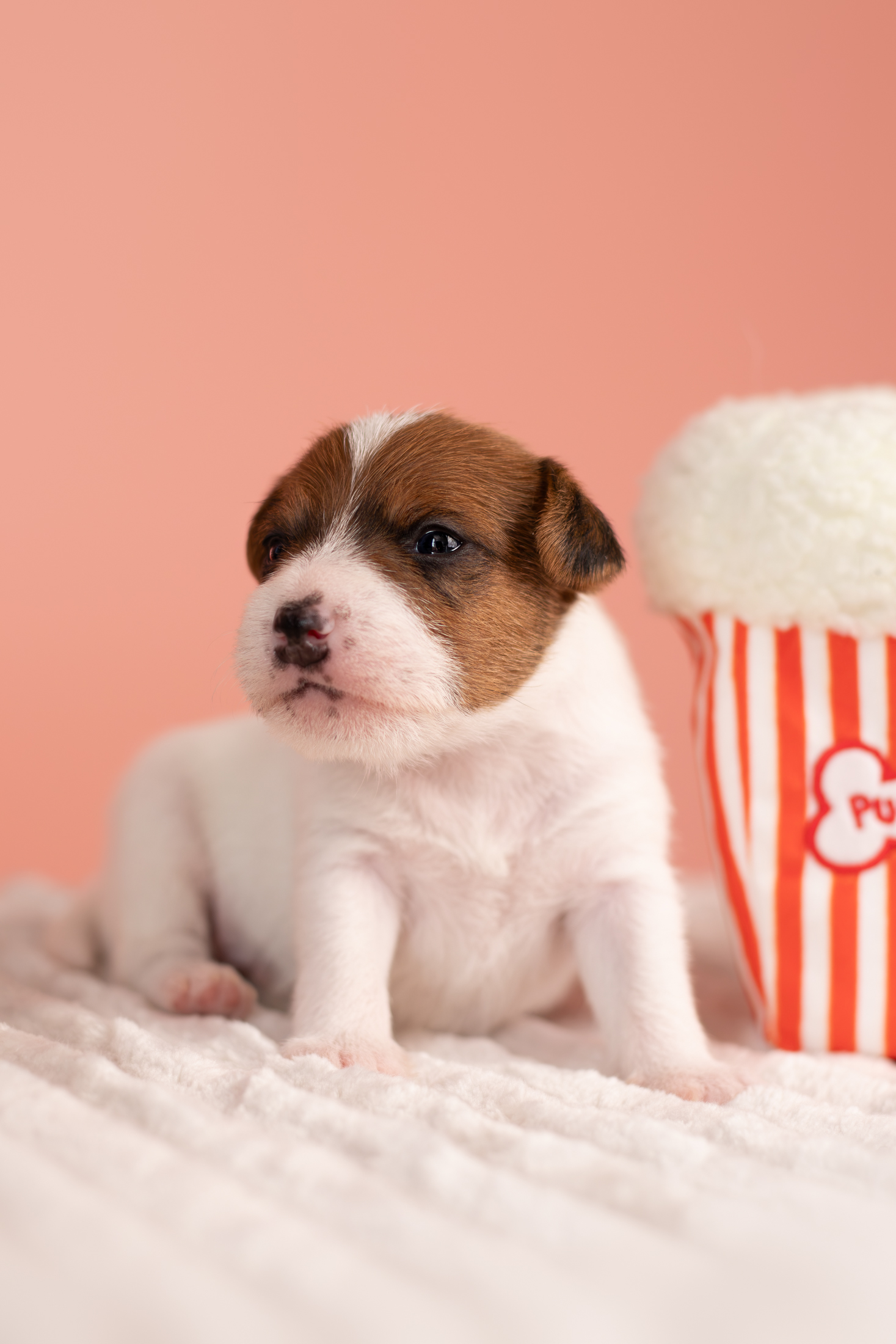 Szczenię parson russell terrier z miotu W w hodowli Grey Vanilla FCI