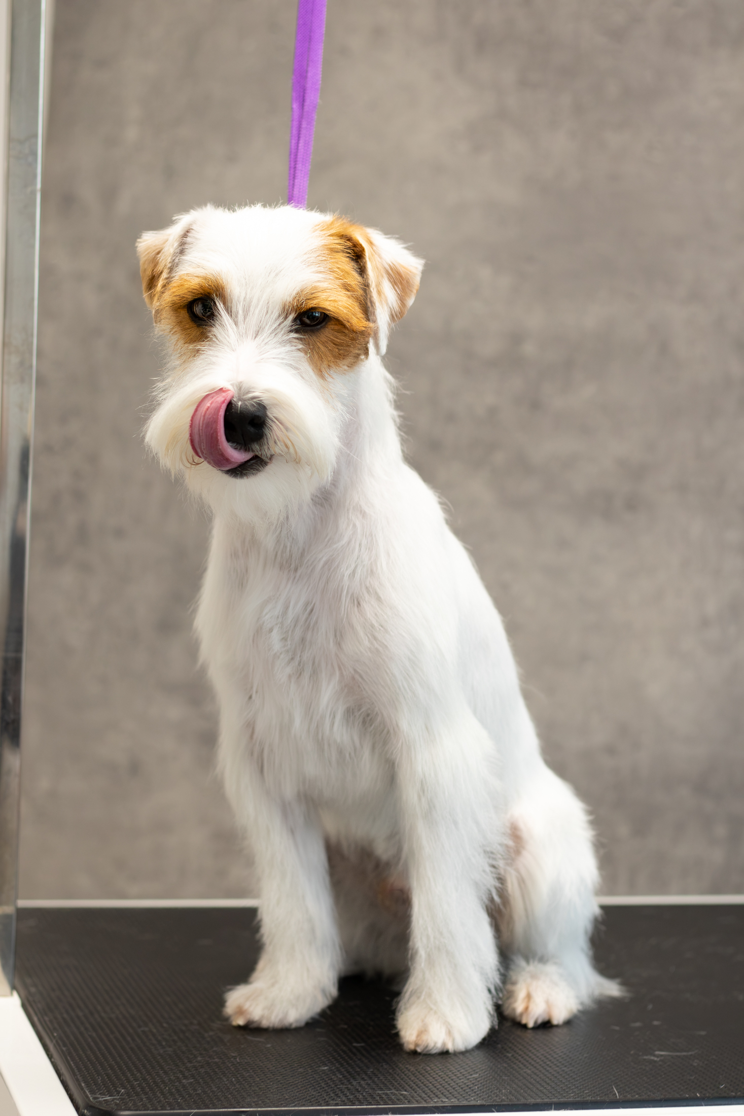 parson russell terrier reproduktor knoxville grey vanilla