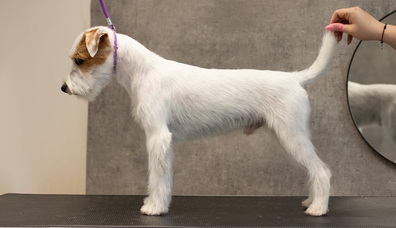 parson russell terrier reproduktor