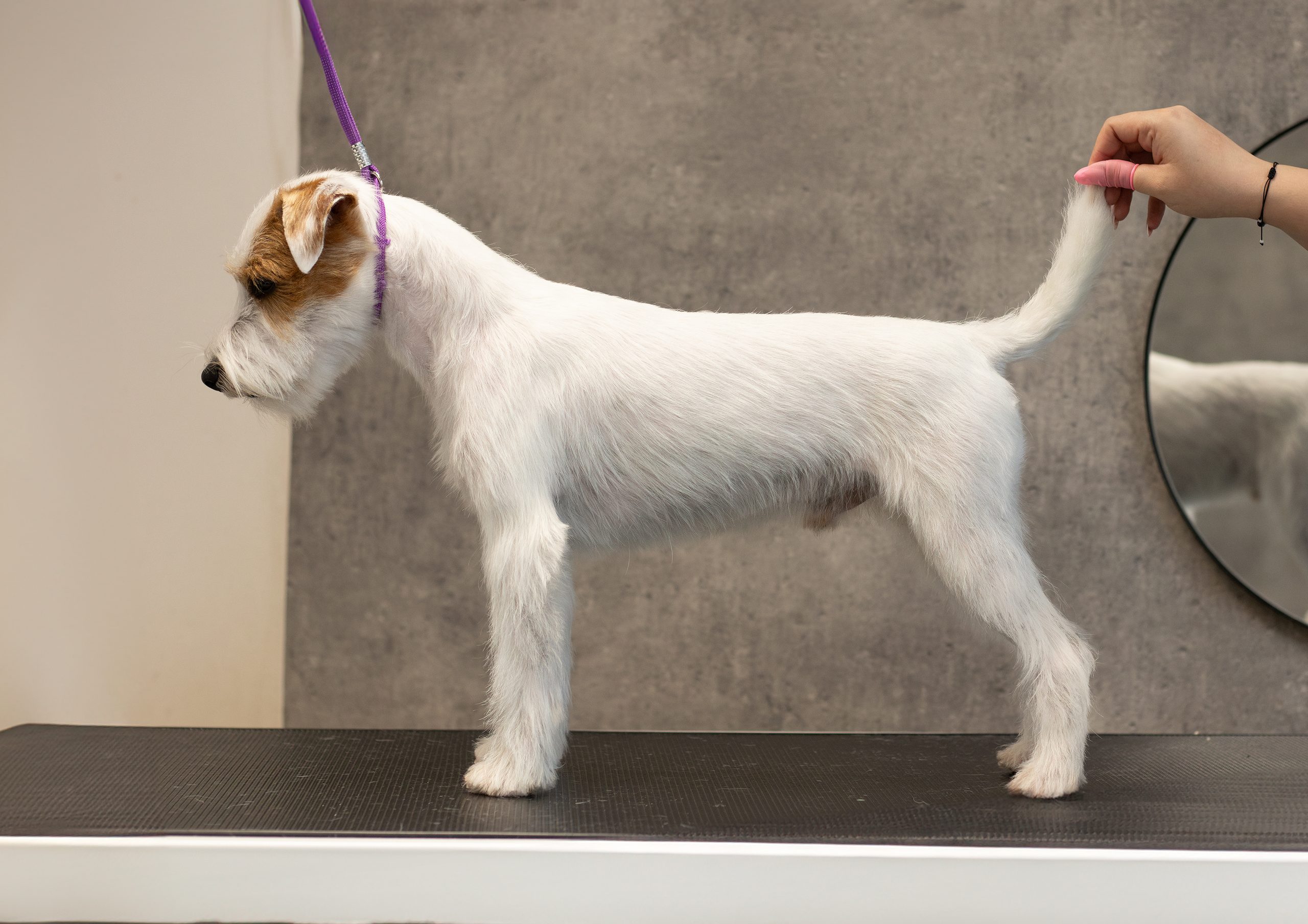 parson russell terrier reproduktor