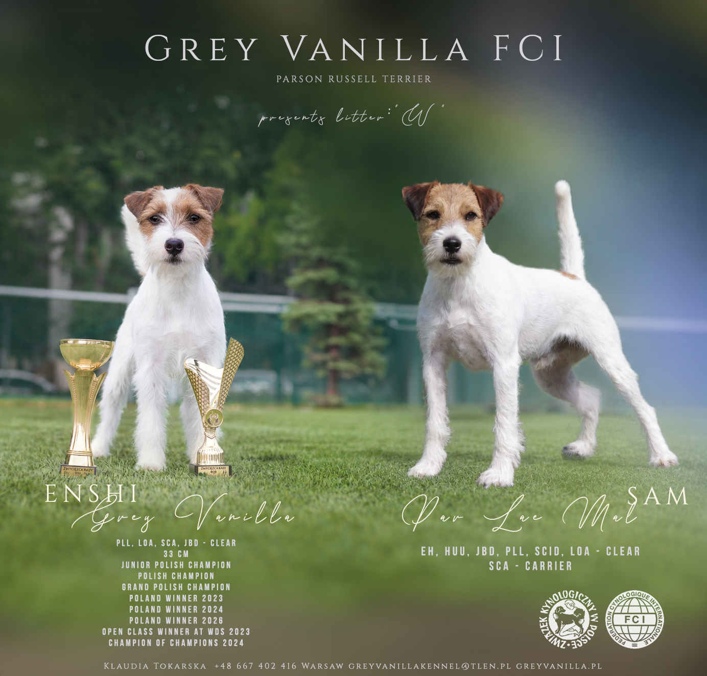 Rodzice szczeniąt miotu W Parson Russell Terrier - Grey Vanilla FCI